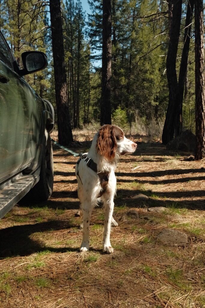 Tumalo State Park camping