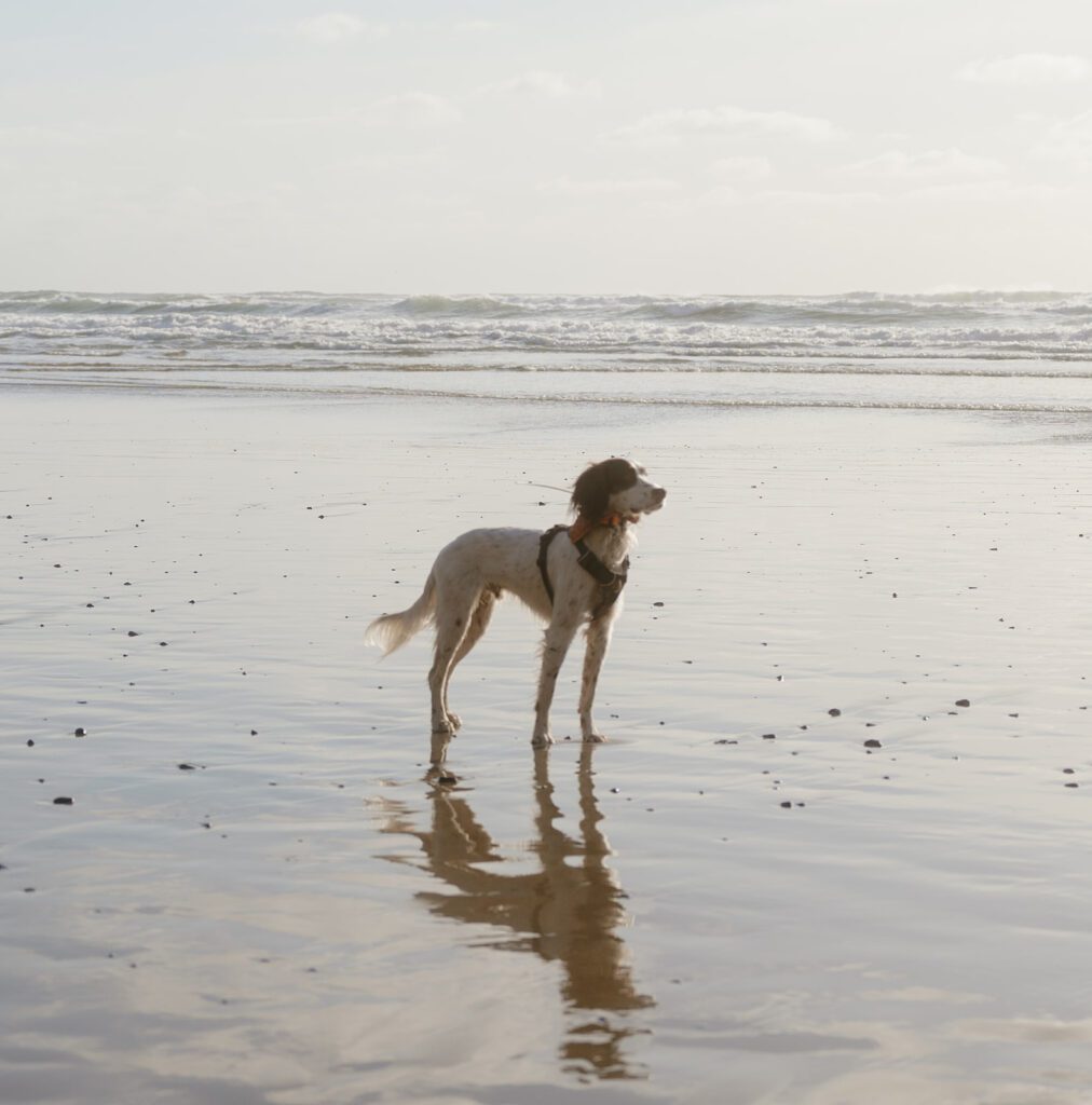 Dog friendly beaches on the Oregon Coast
