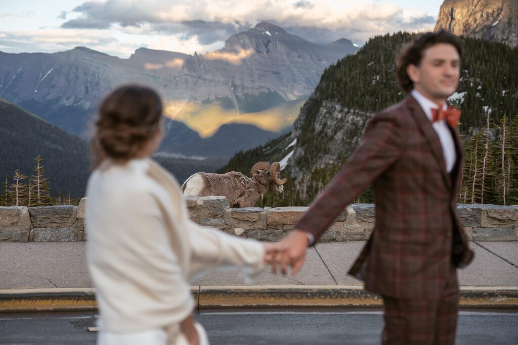 A bride and groom stroll hand-in-hand as a bighorn sheep frolics in the background at Going-to-the-Sun Road.