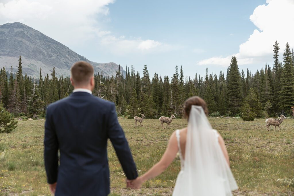 Bride and groom enjoy wildlife in Glacier National Park during their microwedding