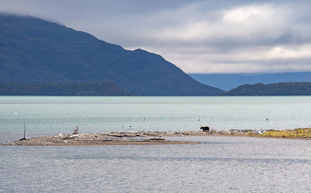 A bear looks for fish in Katmai National Park